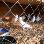 25.12.2015 Kielce. Żywa szopka u Franciszkanów / Stanisław Blinstrub / Radio Kielce