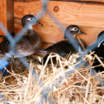 25.12.2015 Kielce. Żywa szopka u Franciszkanów / Stanisław Blinstrub / Radio Kielce