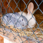 25.12.2015 Kielce. Żywa szopka u Franciszkanów / Stanisław Blinstrub / Radio Kielce