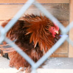 25.12.2015 Kielce. Żywa szopka u Franciszkanów / Stanisław Blinstrub / Radio Kielce