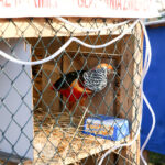 25.12.2015 Kielce. Żywa szopka u Franciszkanów / Stanisław Blinstrub / Radio Kielce