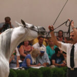 Pokaz koni w Michałowie (18 sierpnia 2015 r.) / Piotr Michalski / Radio Kielce