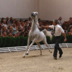 Pokaz koni w Michałowie (18 sierpnia 2015 r.) / Piotr Michalski / Radio Kielce