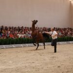 Pokaz koni w Michałowie (18 sierpnia 2015 r.) / Piotr Michalski / Radio Kielce