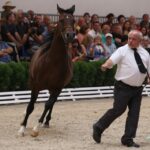 Pokaz koni w Michałowie (18 sierpnia 2015 r.) / Piotr Michalski / Radio Kielce