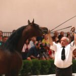 Pokaz koni w Michałowie (18 sierpnia 2015 r.) / Piotr Michalski / Radio Kielce