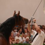 Pokaz koni w Michałowie (18 sierpnia 2015 r.) / Piotr Michalski / Radio Kielce