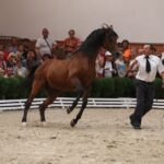 Pokaz koni w Michałowie (18 sierpnia 2015 r.) / Piotr Michalski / Radio Kielce