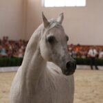 Pokaz koni w Michałowie (18 sierpnia 2015 r.) / Piotr Michalski / Radio Kielce