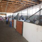 Pokaz koni w Michałowie (18 sierpnia 2015 r.) / Piotr Michalski / Radio Kielce