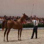 Pokaz koni w Michałowie (18 sierpnia 2015 r.) / Piotr Michalski / Radio Kielce