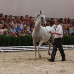 Pokaz koni w Michałowie (18 sierpnia 2015 r.) / Piotr Michalski / Radio Kielce