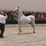 Pokaz koni w Michałowie (18 sierpnia 2015 r.) / Piotr Michalski / Radio Kielce