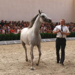 Pokaz koni w Michałowie (18 sierpnia 2015 r.) / Piotr Michalski / Radio Kielce