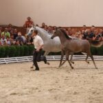 Pokaz koni w Michałowie (18 sierpnia 2015 r.) / Piotr Michalski / Radio Kielce