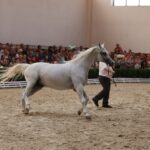 Pokaz koni w Michałowie (18 sierpnia 2015 r.) / Piotr Michalski / Radio Kielce