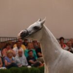 Pokaz koni w Michałowie (18 sierpnia 2015 r.) / Piotr Michalski / Radio Kielce