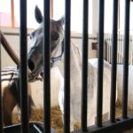 Pokaz koni w Michałowie (18 sierpnia 2015 r.) / Piotr Michalski / Radio Kielce