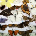 15.01.2016 Kielce. Noc Biologów na Uniwersytecie Jana Kochanowskiego. / Jarosław Kubalski / Radio Kielce