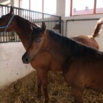 Pokaz koni w Michałowie (18 sierpnia 2015 r.) / Piotr Michalski / Radio Kielce