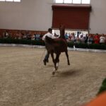 Pokaz koni w Michałowie (18 sierpnia 2015 r.) / Piotr Michalski / Radio Kielce