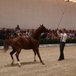 Pokaz koni w Michałowie (18 sierpnia 2015 r.) / Piotr Michalski / Radio Kielce