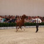 Pokaz koni w Michałowie (18 sierpnia 2015 r.) / Piotr Michalski / Radio Kielce