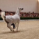 Pokaz koni w Michałowie (18 sierpnia 2015 r.) / Piotr Michalski / Radio Kielce