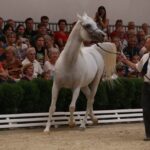 Pokaz koni w Michałowie (18 sierpnia 2015 r.) / Piotr Michalski / Radio Kielce