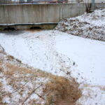 11.01.2016. Bobry zniszczyły drzewa w ostrowieckich sadach / Teresa Czajkowska / Radio Kielce