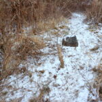 11.01.2016. Bobry zniszczyły drzewa w ostrowieckich sadach / Teresa Czajkowska / Radio Kielce