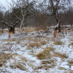 11.01.2016. Bobry zniszczyły drzewa w ostrowieckich sadach / Teresa Czajkowska / Radio Kielce