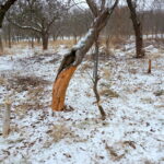 11.01.2016. Bobry zniszczyły drzewa w ostrowieckich sadach / Teresa Czajkowska / Radio Kielce