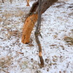 11.01.2016. Bobry zniszczyły drzewa w ostrowieckich sadach / Teresa Czajkowska / Radio Kielce