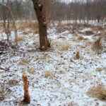 11.01.2016. Bobry zniszczyły drzewa w ostrowieckich sadach / Teresa Czajkowska / Radio Kielce