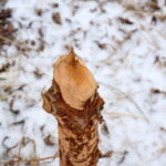 11.01.2016. Bobry zniszczyły drzewa w ostrowieckich sadach / Teresa Czajkowska / Radio Kielce