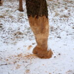 11.01.2016. Bobry zniszczyły drzewa w ostrowieckich sadach / Teresa Czajkowska / Radio Kielce