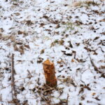 11.01.2016. Bobry zniszczyły drzewa w ostrowieckich sadach / Teresa Czajkowska / Radio Kielce