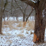 11.01.2016. Bobry zniszczyły drzewa w ostrowieckich sadach / Teresa Czajkowska / Radio Kielce