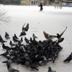 21.01.2016 Kielce. Skwer Ireny Sendlerowej. / Jarosław Kubalski / Radio Kielce