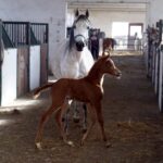 29.01.2016 Michałów. Stadnina koni. Nowo narodzone źrebaki, ich mamy i inne klacze w ciąży na krótkim, zimowym wybiegu. / Jarosław Kubalski / Radio Kielce