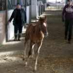 29.01.2016 Michałów. Stadnina koni. Nowo narodzone źrebaki, ich mamy i inne klacze w ciąży na krótkim, zimowym wybiegu. / Jarosław Kubalski / Radio Kielce