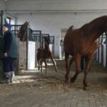 29.01.2016 Michałów. Stadnina koni. Nowo narodzone źrebaki, ich mamy i inne klacze w ciąży na krótkim, zimowym wybiegu. / Jarosław Kubalski / Radio Kielce