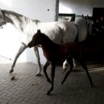 29.01.2016 Michałów. Stadnina koni. Nowo narodzone źrebaki, ich mamy i inne klacze w ciąży na krótkim, zimowym wybiegu. / Jarosław Kubalski / Radio Kielce