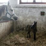 29.01.2016 Michałów. Stadnina koni. Nowo narodzone źrebaki, ich mamy i inne klacze w ciąży na krótkim, zimowym wybiegu. / Jarosław Kubalski / Radio Kielce