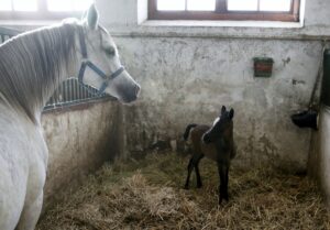 29.01.2016 Michałów. Stadnina koni. Nowo narodzone źrebaki, ich mamy i inne klacze w ciąży na krótkim, zimowym wybiegu. / Jarosław Kubalski / Radio Kielce