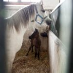 29.01.2016 Michałów. Stadnina koni. Nowo narodzone źrebaki, ich mamy i inne klacze w ciąży na krótkim, zimowym wybiegu. / Jarosław Kubalski / Radio Kielce