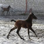 29.01.2016 Michałów. Stadnina koni. Nowo narodzone źrebaki, ich mamy i inne klacze w ciąży na krótkim, zimowym wybiegu. / Jarosław Kubalski / Radio Kielce