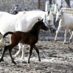 29.01.2016 Michałów. Stadnina koni. Nowo narodzone źrebaki, ich mamy i inne klacze w ciąży na krótkim, zimowym wybiegu. / Jarosław Kubalski / Radio Kielce