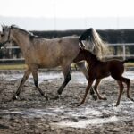 29.01.2016 Michałów. Stadnina koni. Nowo narodzone źrebaki, ich mamy i inne klacze w ciąży na krótkim, zimowym wybiegu. / Jarosław Kubalski / Radio Kielce
